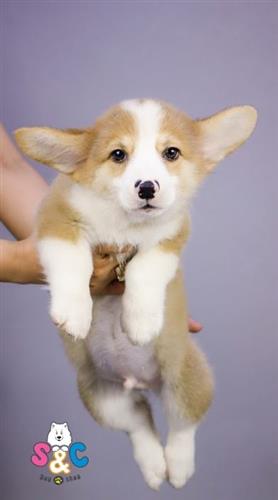 Các bệnh thường gặp ở chó Corgi
