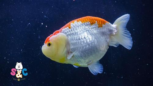 Các loại thức ăn cho cá Ranchu