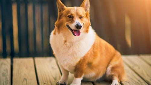Các phương pháp phòng bệnh cho chó Corgi