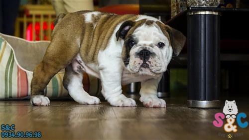 Cách chăm sóc chó English BullDog hiệu quả nhất