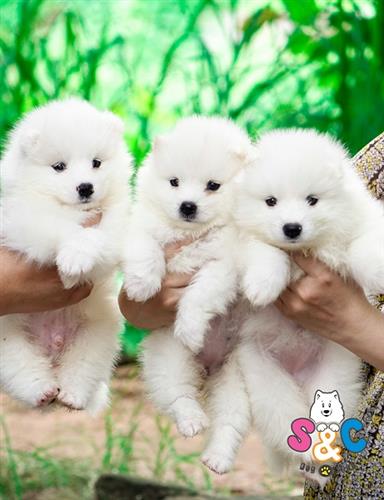 Cách chăm sóc chó Samoyed mới sinh
