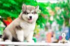 Cách Lựa Chọn Và Phân Biệt Chó Alaska Thuần Chủng