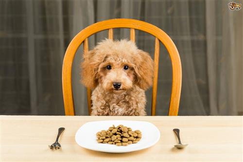 Cách chữa bệnh tiêu chảy ở chó Poodle hiệu quả tại nhà