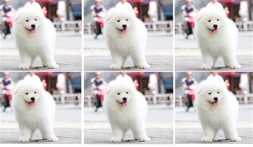 Cách dạy chó samoyed con
