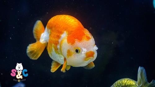 Cách để phân biệt giới tính cá Ranchu 
