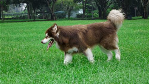 Cách huấn luyện chó alaska nghe lời chủ