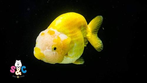 Cách nuôi cá Ranchu mau lớn