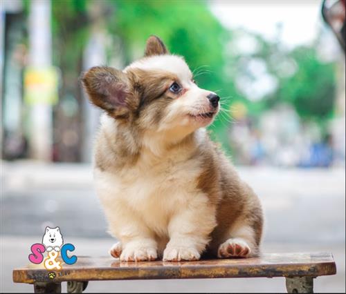 Cách nuôi chó Corgi đúng cách