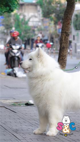 Cách nuôi chó Samoyed lai