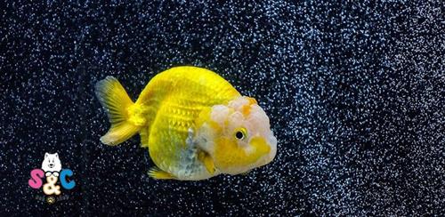 Cách phân biệt cá ranchu Nhật giống đực và giống cái