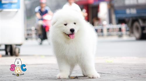 Cách phân biệt chó Samoyed thuần chủng