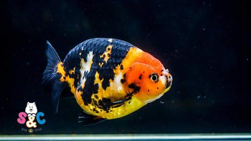 Cách sinh sản của cá vàng ranchu, mà bạn cần biết
