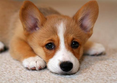 Cẩn thận với những chiêu trò bán chó Corgi kém chất lượng
