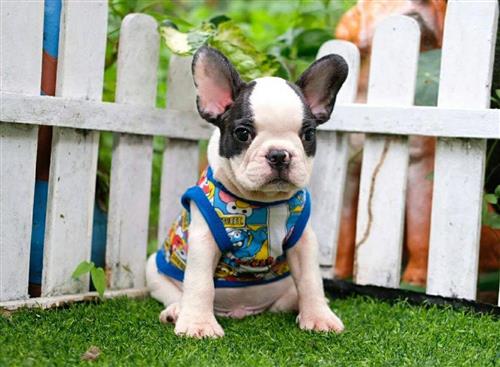 Chăm sóc chó Bulldog Pháp ở Việt Nam có khó không?