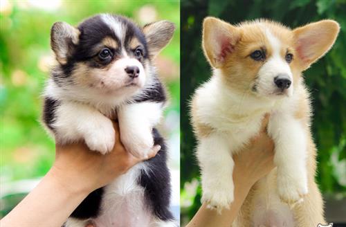 Chế độ ăn khoa học để chó Corgi khỏe mạnh