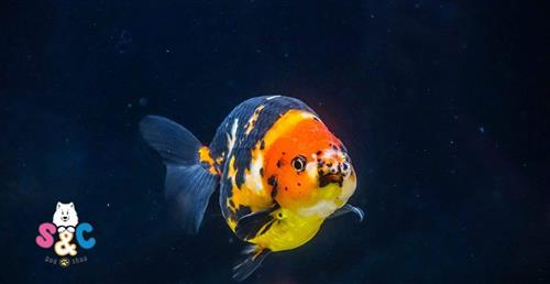 Chỉ bạn cách nuôi cá chép ranchu thành công