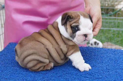 Chó Bull bao nhiêu tiền? Những điều bạn cần biết