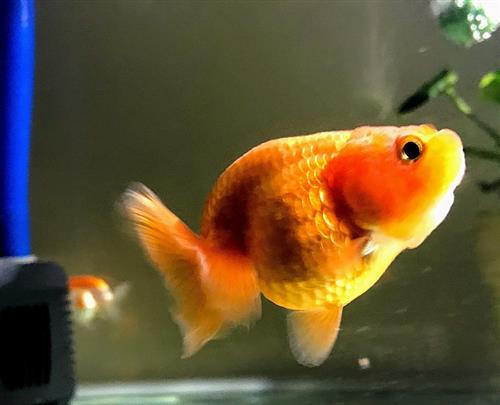 Cho cá ranchu ăn gì? Kiến thức bạn cần biết!