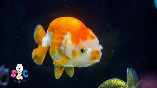 Cho cá vàng Ranchu ăn gì để “giữ dáng khỏe, mã đẹp”