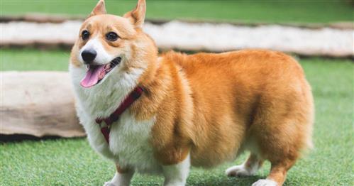 Chó Corgi ăn gì - chăm sóc chó Corgi đúng cách 