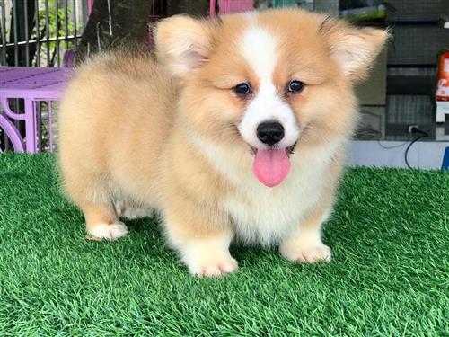 Chó Corgi giá bao nhiêu - Địa chỉ nào bán Corgi uy tín 