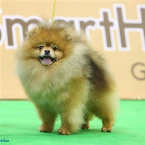Chó Phốc sóc có những màu lông cơ bản nào