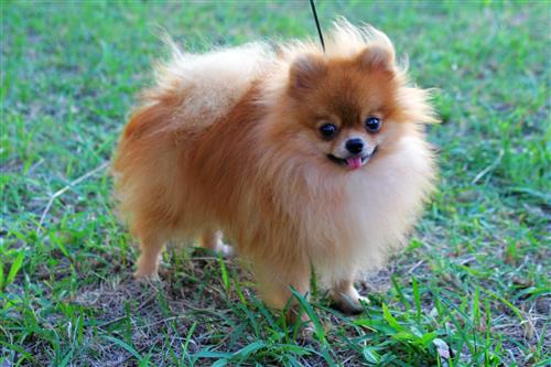 Chó Phốc Sóc thuần chủng giá bao nhiêu? Địa chỉ bán chó uy tín