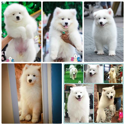 Chó samoyed biết giữ nhà không?