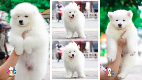 Chó Samoyed mua ở đâu uy tín TPHCM