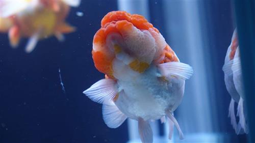 Chuyên bán cá ranchu - Chia sẻ kinh nghiệm nuôi cá 