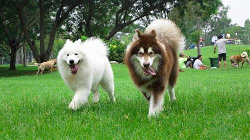 Có cần lựa chọn một chổ ngủ hợp lý cho chú chó Alaska yêu dấu? Cách chọn giường ngủ cho chó như thế nào là chính xác?
