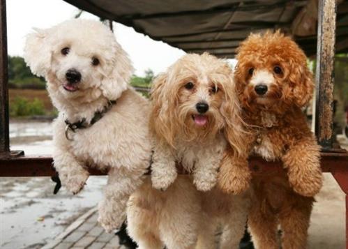 Có nên mua chó Poodle online không