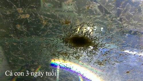 Có thể phân biệt Ranchu đực - Ranchu mái dựa vào đặc tính và hành vi