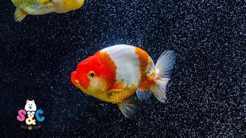 Địa chỉ bán cá Ranchu Thái nhập uy tín
