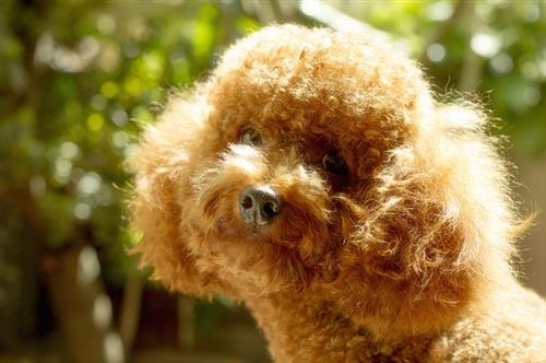 Địa chỉ mua chó Poodle thuần chủng uy tín