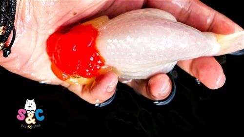 Địa chỉ uy tín bán cá Ranchu đầu đỏ ở Sài Gòn