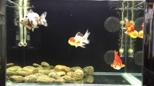 Điểm qua các loại bể cá ranchu phổ biến