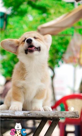 Điều cần biết về chó corgi giống