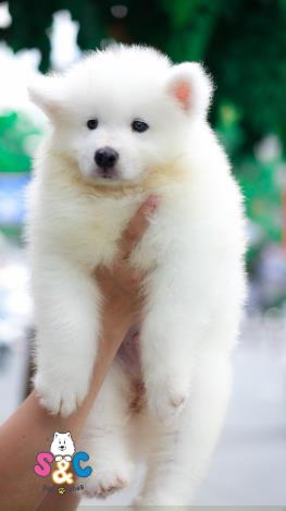 Giá 1 chú chó Samoyeb bao nhiêu thì hợp lý nhất?