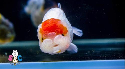Giá cá Ranchu nhỏ trên thị trường khoảng bao nhiêu?