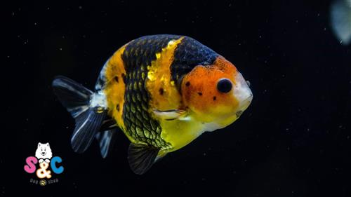 [Gỉai đáp thắc mắc] Cá Ranchu giá trên thị trường khoảng bao nhiêu?