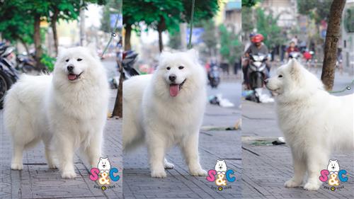 Giải đáp thắc mắc chó Samoyed ăn gì để nhanh phát triển?