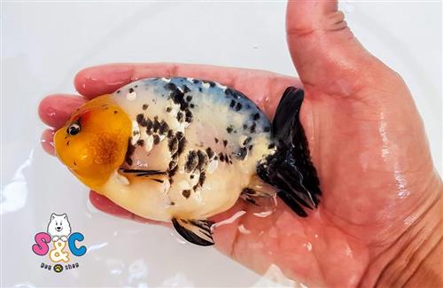 Giới thiệu về dòng cá Ranchu cho người mới