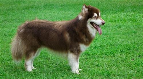 Giống chó Alaska Mỹ và những thông tin cơ bản