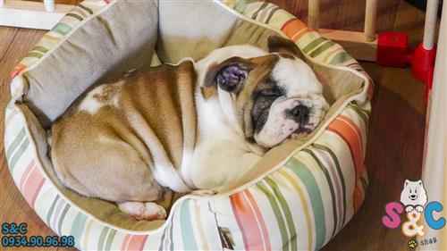 Giống chó English Bull Dog có đặc điểm gì nổi bật?