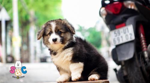 Hiểu về giống chó Corgi xứ wales