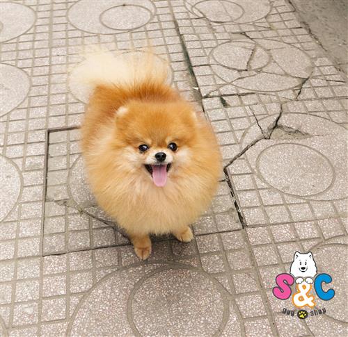 Huấn luyện chó Phốc sóc