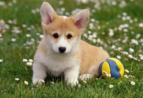 Hướng dẫn cách chăm sóc chó Corgi mông to tốt nhất