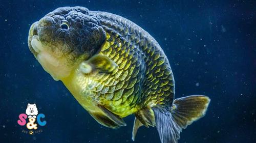 Hướng dẫn cách làm hồ nuôi cá ranchu size nhỏ