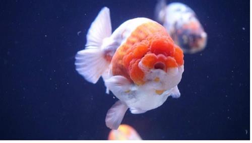 Hướng dẫn cách nuôi cá Ranchu lên đầu